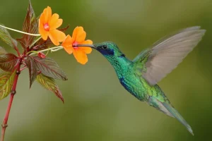 Clearance Kleurrijke Kolibrie op Bloem fotobehang Dieren | Bloemen