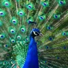 Sale Kleurrijke Pauw fotobehang Dieren