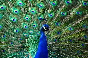 Sale Kleurrijke Pauw fotobehang Dieren