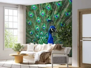 Sale Kleurrijke Pauw fotobehang Dieren