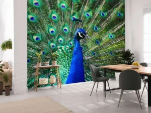 Sale Kleurrijke Pauw fotobehang Dieren
