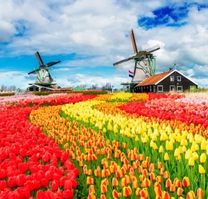 Hot Kleurrijke tulpen creatie fotobehang Steden | Architectuur