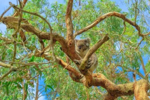 New Koala in een Eucalyptus boom fotobehang Dieren | Bloemen