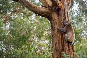 Fashion Koala klimt in een boom fotobehang Dieren | Bloemen