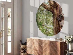 Fashion Koala klimt in een boom fotobehang Dieren | Bloemen