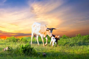 Fashion Koe en Kalf zonsondergang fotobehang Dieren
