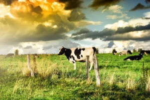 Discount Koe tijdens zonsondergang fotobehang Steden | Architectuur