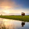 Fashion Koeien in een weiland fotobehang Steden | Architectuur