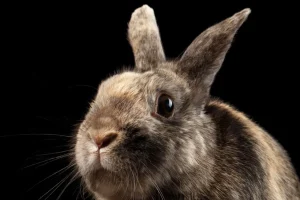 Best Konijn met een zwarte achtergrond fotobehang Kinderkamer | Dieren