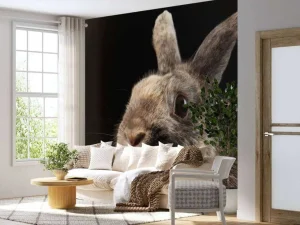 Best Konijn met een zwarte achtergrond fotobehang Kinderkamer | Dieren