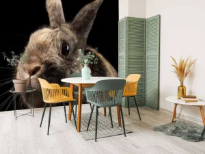 Best Konijn met een zwarte achtergrond fotobehang Kinderkamer | Dieren