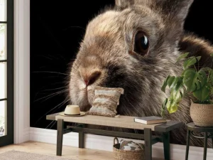 Best Konijn met een zwarte achtergrond fotobehang Kinderkamer | Dieren
