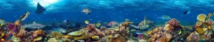 Clearance Koraalrif met veel verschillende soorten onderwater dieren fotobehang Dieren