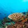 Sale Koraalrif op de bodem van de Indische Oceaan fotobehang Dieren