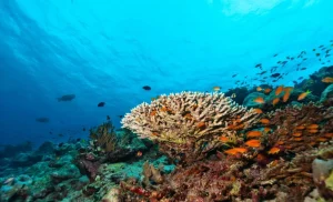 Sale Koraalrif op de bodem van de Indische Oceaan fotobehang Dieren