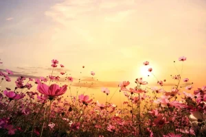 New Kosmos Bloem tijdens Zonsondergang fotobehang Bloemen