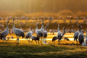 Sale Kraanvogels in de ochtend fotobehang Dieren