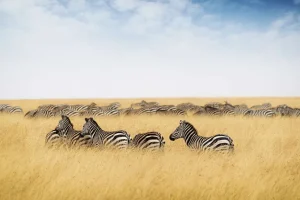 Clearance Kudde zebra's in Kenia fotobehang Dieren