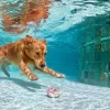 Fashion Labrador speelt onderwater fotobehang Dieren
