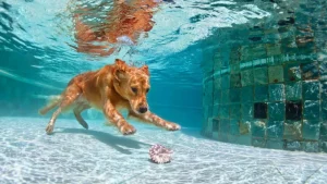 Fashion Labrador speelt onderwater fotobehang Dieren