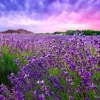 Hot Lavendel met zonsondergang fotobehang Bloemen