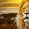 Sale Leeuw in een savanne landschap fotobehang Tienerkamer | Dieren
