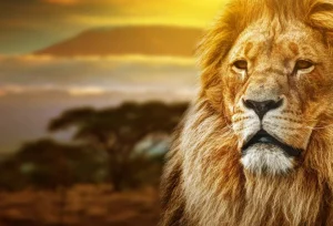 Sale Leeuw in een savanne landschap fotobehang Tienerkamer | Dieren