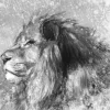 Best Leeuw tekening fotobehang Tienerkamer | Dieren