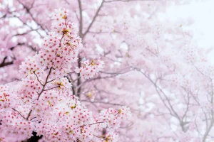 Outlet Lichte Bloesem in Korea fotobehang Bloemen