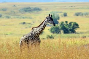 Online Lichte Giraffe in de natuur fotobehang Dieren