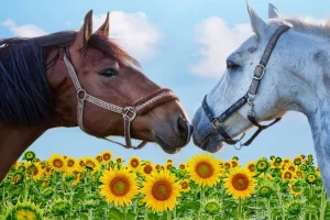 Discount Liefdevolle paarden in een zonnebloemveld fotobehang Kinderkamer