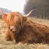 Outlet Liggende Hooglander in Wei fotobehang Dieren