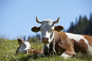 Best Liggende Koe en Kalf fotobehang Dieren