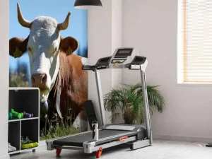 Best Liggende Koe en Kalf fotobehang Dieren