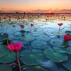 Discount Lotusbloem bij zonsopgang fotobehang Bloemen