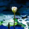 Online Lotusbloem in opkomend zonlicht fotobehang Bloemen