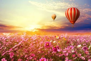 Online Luchtballonnen boven een bloemenveld fotobehang Transport | Bloemen