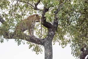Discount Luipaard in Kruger National Park fotobehang Dieren | Bloemen