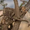 Best Luipaard krabt aan een boom fotobehang Dieren