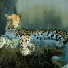 Sale Luipaard met een alerte houding fotobehang Dieren