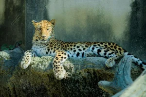 Sale Luipaard met een alerte houding fotobehang Dieren