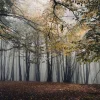 Online Mistig Herfst Bos met veel Bomen fotobehang Bloemen