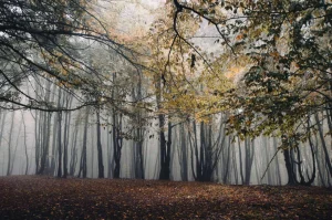 Online Mistig Herfst Bos met veel Bomen fotobehang Bloemen