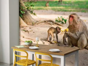 Discount Moeder aap geeft haar kindje te eten fotobehang Dieren