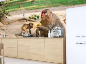 Discount Moeder aap geeft haar kindje te eten fotobehang Dieren