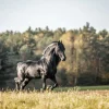 Outlet Mooi Zwart Paard in Zand fotobehang Dieren