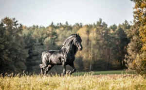 Outlet Mooi Zwart Paard in Zand fotobehang Dieren