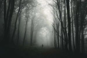 Clearance Mysterieuze Bos met Mist fotobehang Bloemen