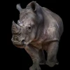 Online Neushoorn met een zwarte achtergrond fotobehang Hobbykamer | Dieren