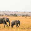 Fashion Olifant en Baby Olifant in Afrika fotobehang Dieren